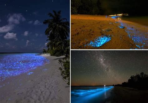 sea  stars maldives location