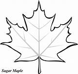 Maple Pages Coloring Leaves Colouring Colors Use These Leaf Printable Color Tree Large sketch template