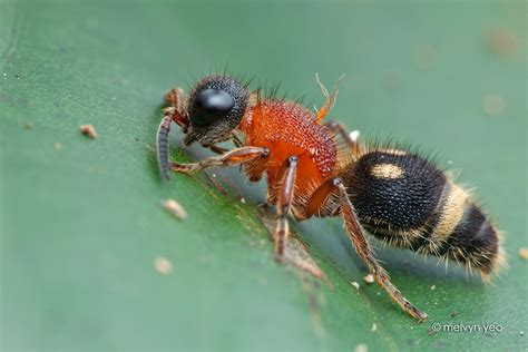 velvet ant by melvynyeo on deviantart