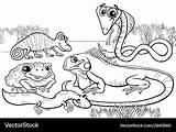 Reptiles Coloring Amphibians Funny Amphibian sketch template