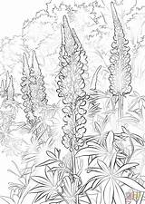 Coloring Bluebonnet Bluebonnets Pages Getcolorings Print Getdrawings sketch template