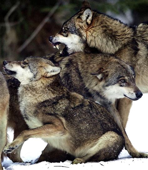 wolves shot  mutilated  italy considers bringing   cull     years