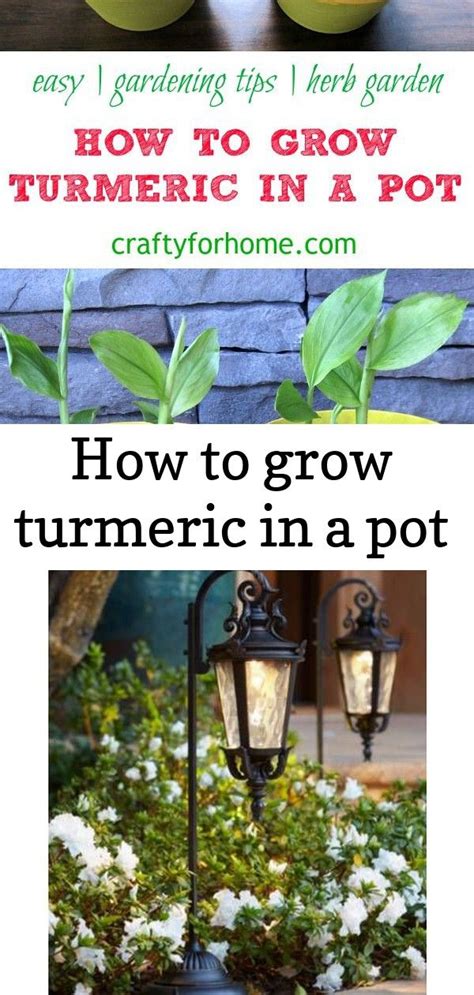 grow turmeric   pot grow turmeric growing turmeric easy
