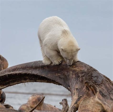 Polar Bears Find The Remains Of A Dead Whale In Alaska 6 Pics