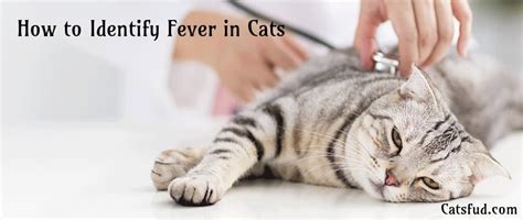 How To Identify Fever In Cats In A Simple And Effective Way Catsfud