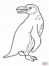 Penguin Galapagos Getdrawings African Drawing Color sketch template