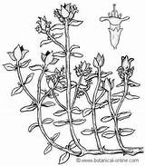 Thyme Botanical Drawings Visit Drawing sketch template