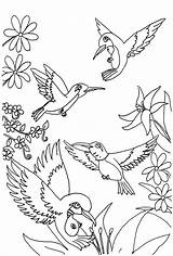 Coloring Hummingbird Pages Kids Printable sketch template