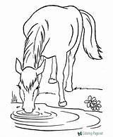 Horse Coloring Pages Printable Wild sketch template