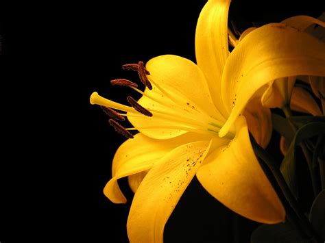 yellow lily flower wallpapers hd wallpapers id