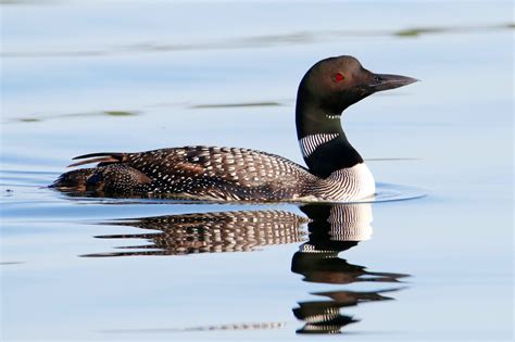 common loon  telling   great northern