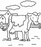 Farm Cow Coloring Drawing Drawings Pages Angus Getdrawings Milk sketch template