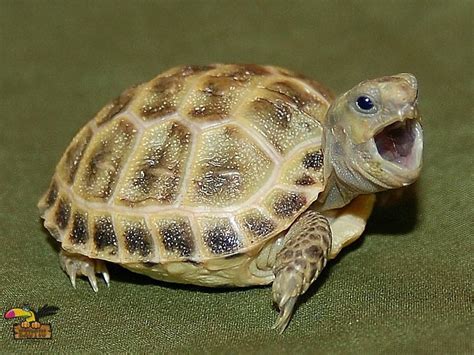 baby russian tortoise convertimage convertimage