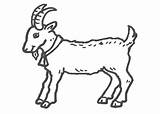 Coloring Goat Billy Popular sketch template