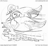 Duck Swimming Clipart Wood Coloring Pair Vector Cartoon Outlined Picsburg Clipartof Regarding Notes sketch template