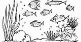 Ikan Gambar Mewarnai Pemandangan Laut Flashdisk Tokofd sketch template