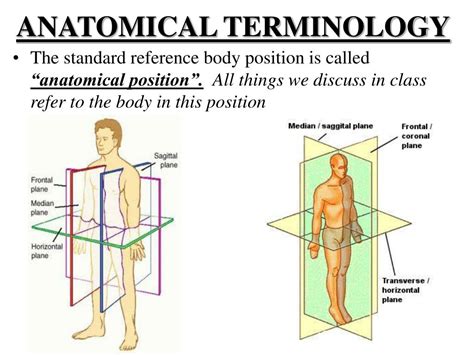 human anatomy  powerpoint    id