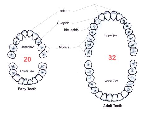 Tooth Diagram A Schooner Of Science