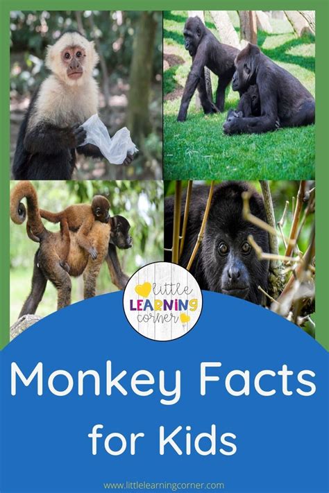 fun monkey facts  kids video  printables  learning