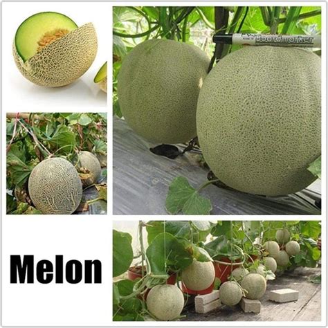 Grow Melons In Containers Container Garden Club