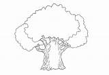 Drzewa Kolorowanki Dzieci Rysunek Drzewo Kolorowanka Druku Darmowe Obraz Przyroda Malowanki sketch template