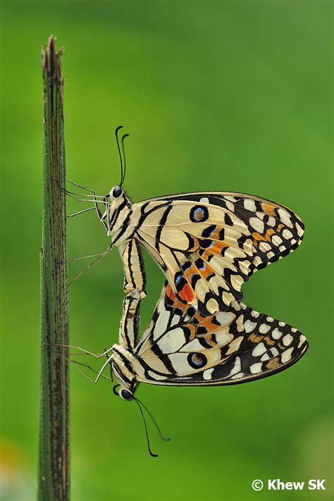 Butterflies Of Singapore Sexual Dimorphism Part 1