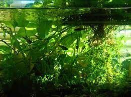 growing pothos  aquariums   depth guide gardenandsunshine