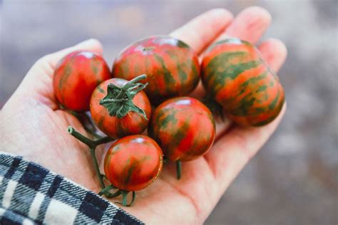 heirloom tomato heirloom