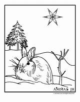 Coloring Winter Pages Bunny Animals Animal Christmas Snowy Clipart Drawing Snow Kids Print Printables Clip Jr Cliparts Activities Woojr Cute sketch template