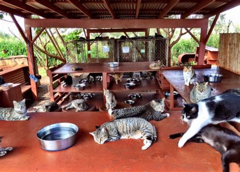 there s an island in hawaii where you can meet hundreds of cats metro