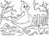 Coloring Colorear Para Pages Pato Patitos Pata Duck Sus Ducklings sketch template