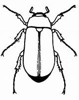 Coloring Beetle Pages Insect Drawing Legged Six Place Color Tocolor sketch template