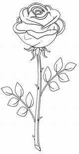 Rose Flower Coloring Wecoloringpage sketch template