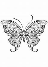 Papillon Motifs Jolis Insectes Superbes Adultes sketch template