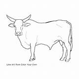 Bull Coloring Bucking Pages Color Drawing Bulls Cow Line Own Drawings Standing Print Riding Cattle Getcolorings Printable Choose Board Colour sketch template