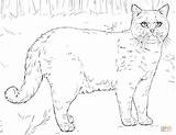 Cat Coloring Pages British Shorthair Cats Realistic A4 Do Druku Printable Adults Persian Kitty Ausmalbild Supercoloring Drawing sketch template