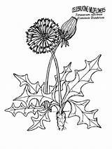 Coloring Pages Dandelion Herbs Printable Colouring Drawing Kids Weeds Dandelions Color Plants Unit Plant Silhouette Clip Felicity Colonial Study America sketch template