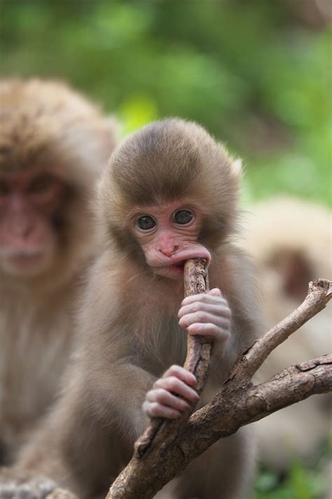 jigokudani monkey park tiere affen pets
