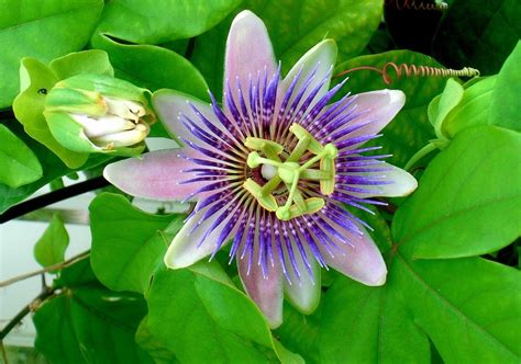 How To Grow Passion Flower Growing And Caring For