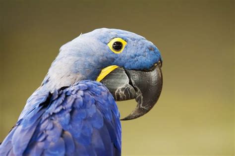 parrots beaks grow  revealed parrot website