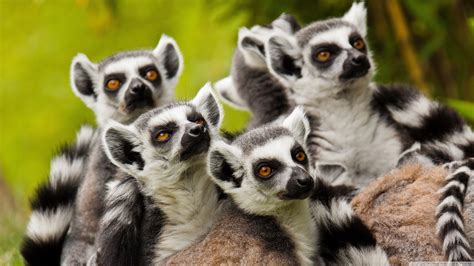 sfondi animali natura mammiferi lemuri lemure fauna mammifero