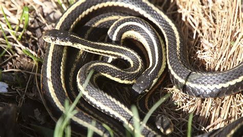 feds arizona snakes endangered