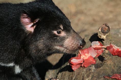 tasmanian devil eating stock image image  wild australian