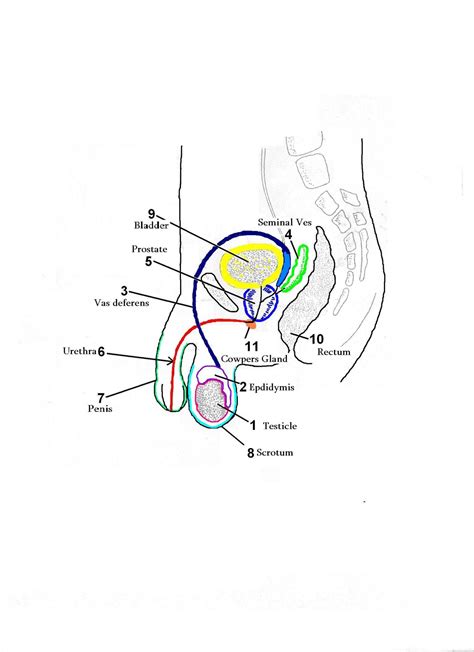 diagram of the male reproductive system 101 diagrams