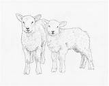 Sheep Drawings Lamb Drawing Sketch Lambs Realistic Coloring Face Ink Sketches Outline Animal Animals Pages Tattoo Pen Line Templates Sketchite sketch template