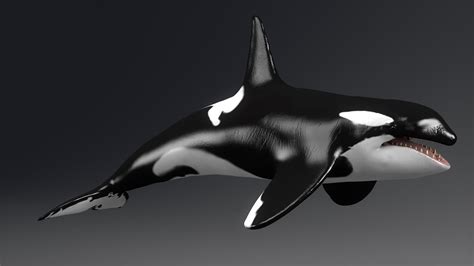 Killer Whale Sculpt By Racksuz 3docean