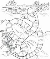 Coloring Rattlesnake Pages Evolution Diamondback Hungry Shark Snake Getdrawings Getcolorings sketch template
