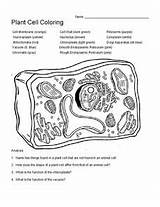 Cell Plant Coloring Worksheet sketch template
