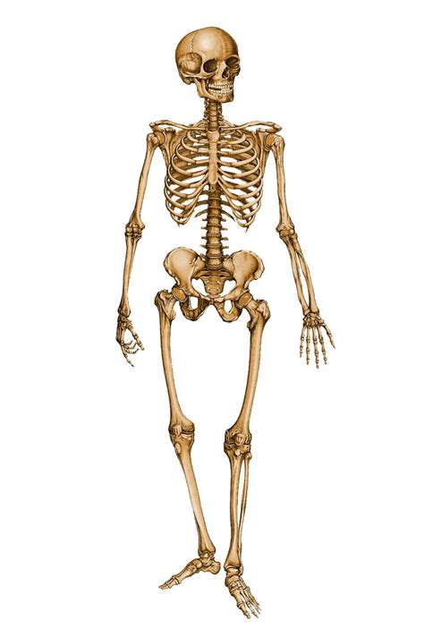 die besten  menschliches skelett anatomie ideen auf pinterest