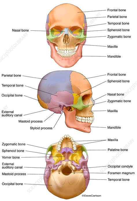 human skull labelled illustration stock image
